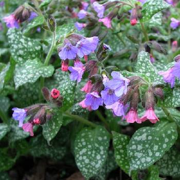 Медуница Pulmonaria ‘Mrs Moon’